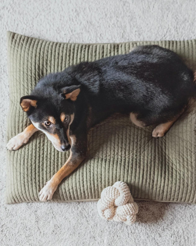 Nou Interactive Crinkle Dog Toy in Cream Play LAMBWOLF COLLECTIVE   