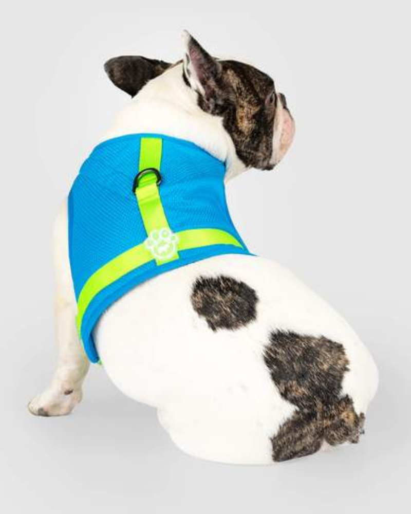 Chill Seeker Cooling Dog Harness in Blue and Green << CLEARANCE >> WALK CANADA POOCH   