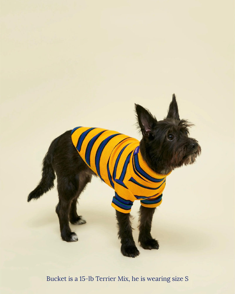 Back To School Ribbed Dog Pullover Wear LITTLE BEAST   