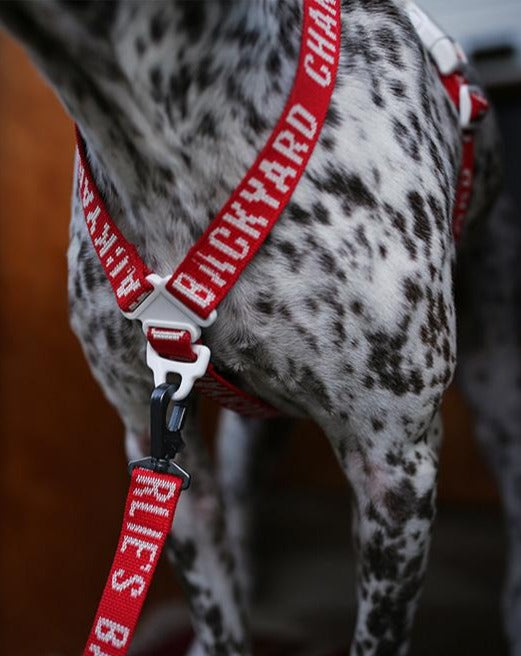 "Y" Shape Trip Harness for Dogs (FINAL SALE) WALK CHARLIE'S BACKYARD   