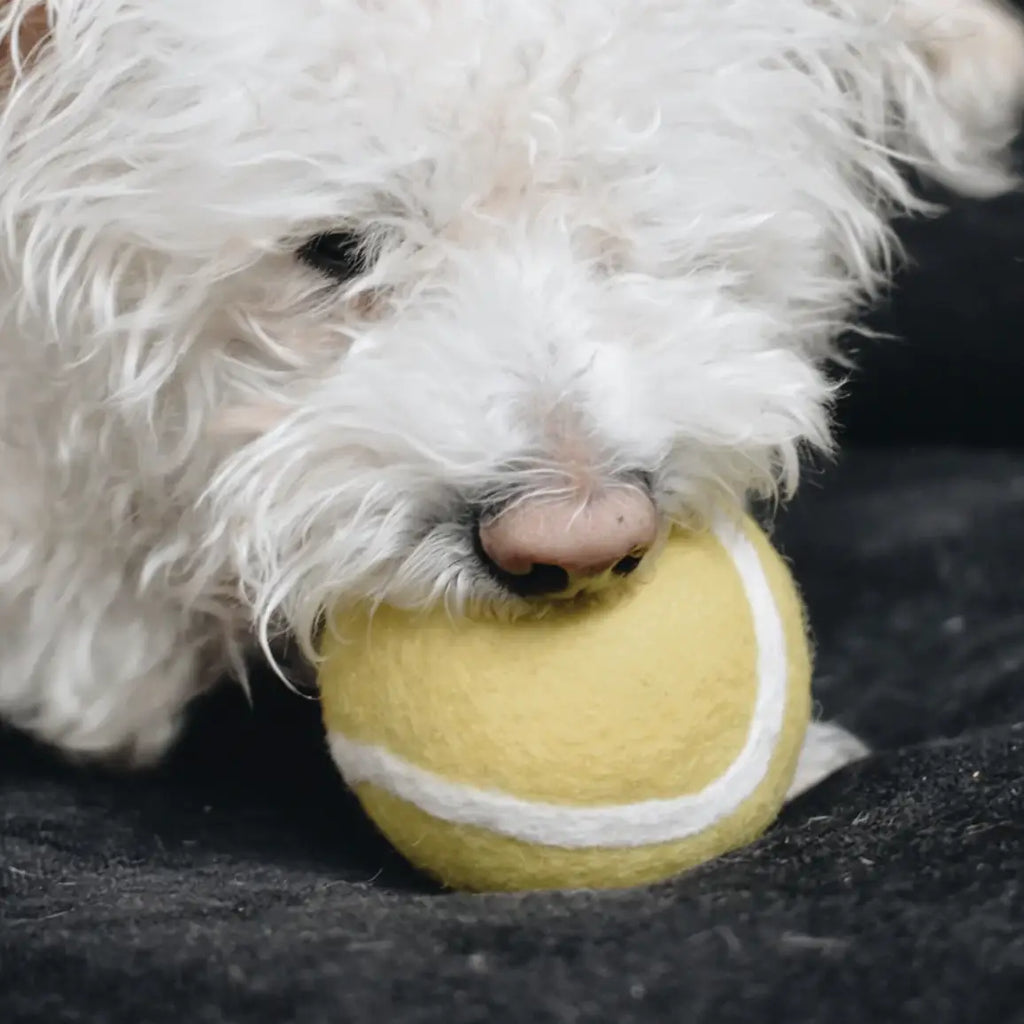 Wool Tennis Ball Dog Toy Play MODERN BEAST   