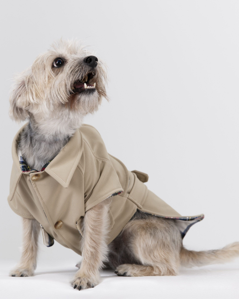Frankie Dog Trench Coat (Made in Spain) (FINAL SALE) Wear GENTLE DOG   