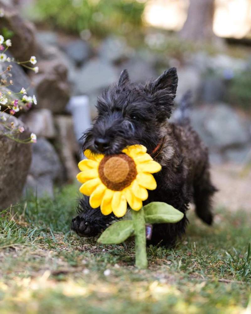 Sassy Sunflower Crinkly Squeaker Dog Toy Play P.L.A.Y.   