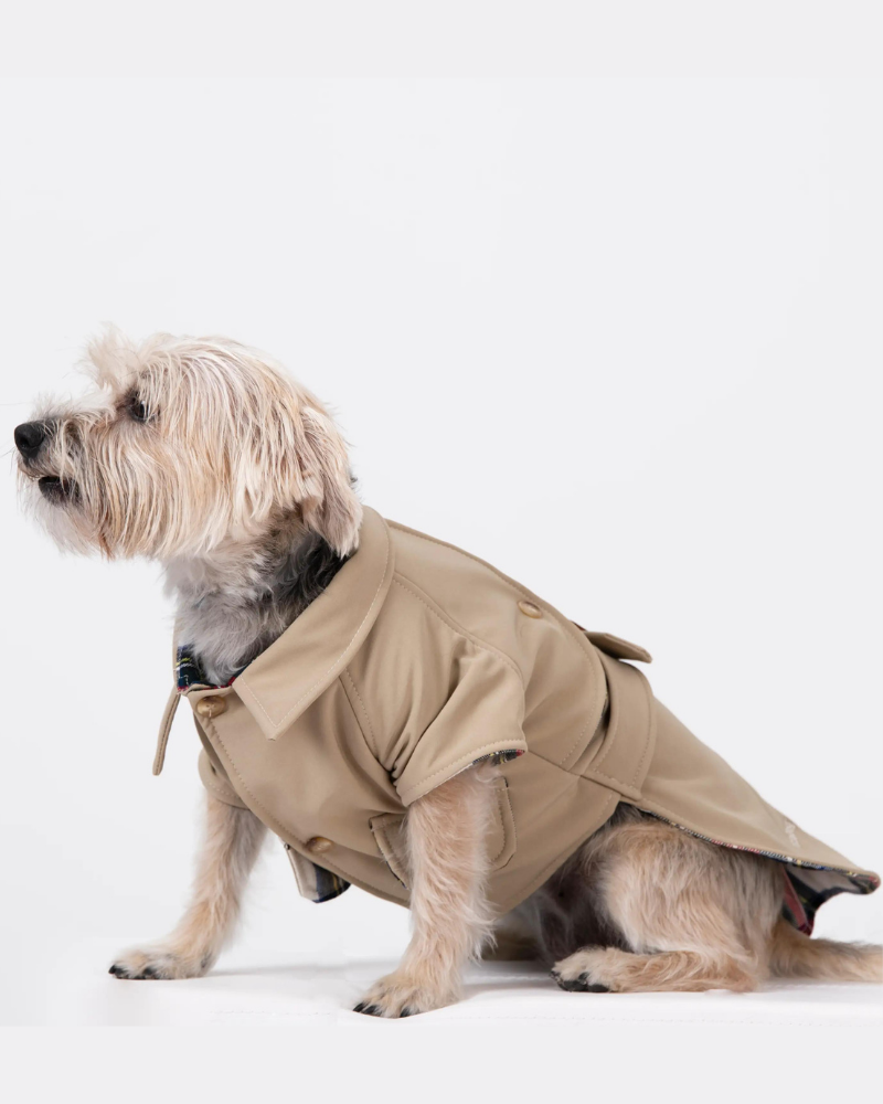 Frankie Dog Trench Coat (Made in Spain) (FINAL SALE) Wear GENTLE DOG   