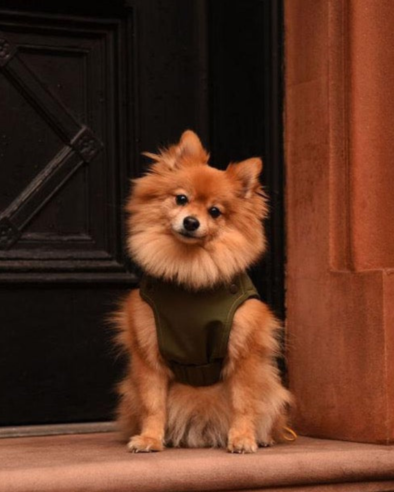 Brownie Waterproof Raincoat in Olive Wear KIZZOU   