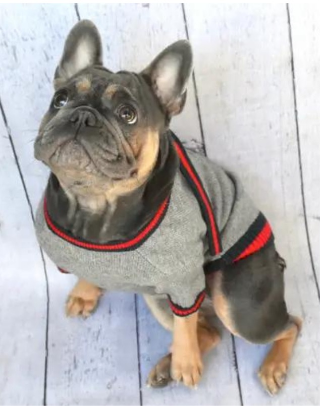 Luxe Stripe Tie Dog Sweater << FINAL SALE >> Wear BELLA BEAN   