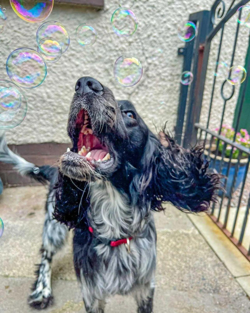 Smokey Bacon Dog Bubbles Eat MEATY BUBBLES   