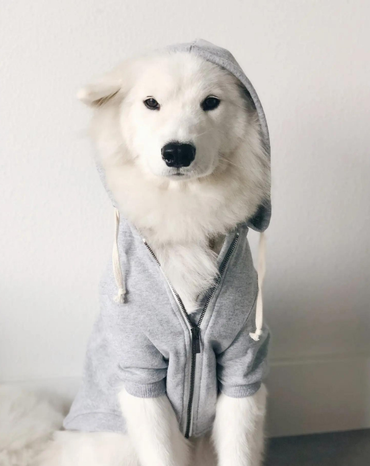 Light Grey Zip-Up Dog Hoodie << FINAL SALE >> Wear ELLIE DOG WEAR   