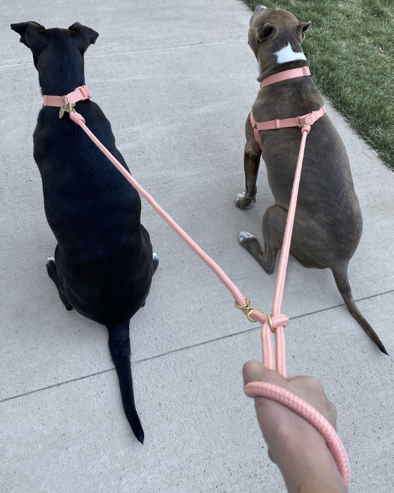 Infinity Dog Leash in Peach WALK AWOO   
