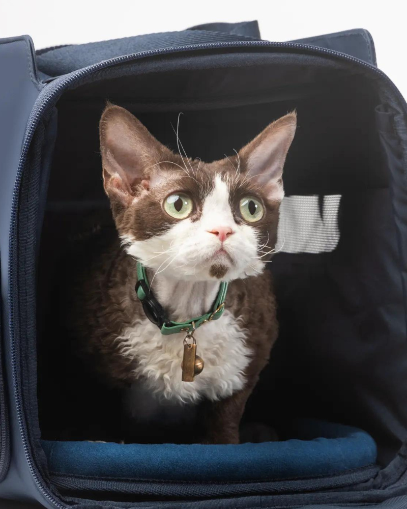 Passenger Travel Pet Carrier (Airline-Friendly) Carry DIGGS   