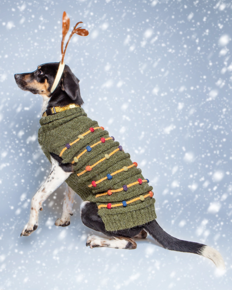 Dachshund Knitting Patterns For Dog Jackets Dachshund Knitting