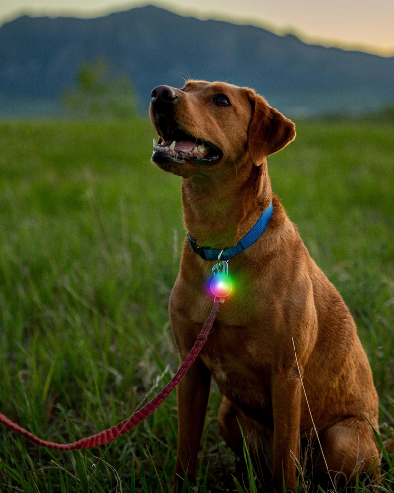 Rechargeable Dog Collar Light in Disc-O-Tech WALK NITE IZE   