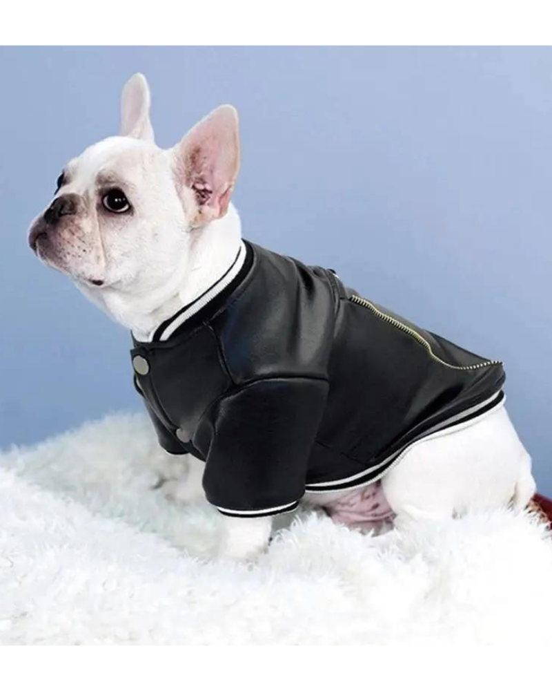 Very Varsity Faux Leather Dog Jacket with D-Ring (FINAL SALE) Wear PET CIRCLE   