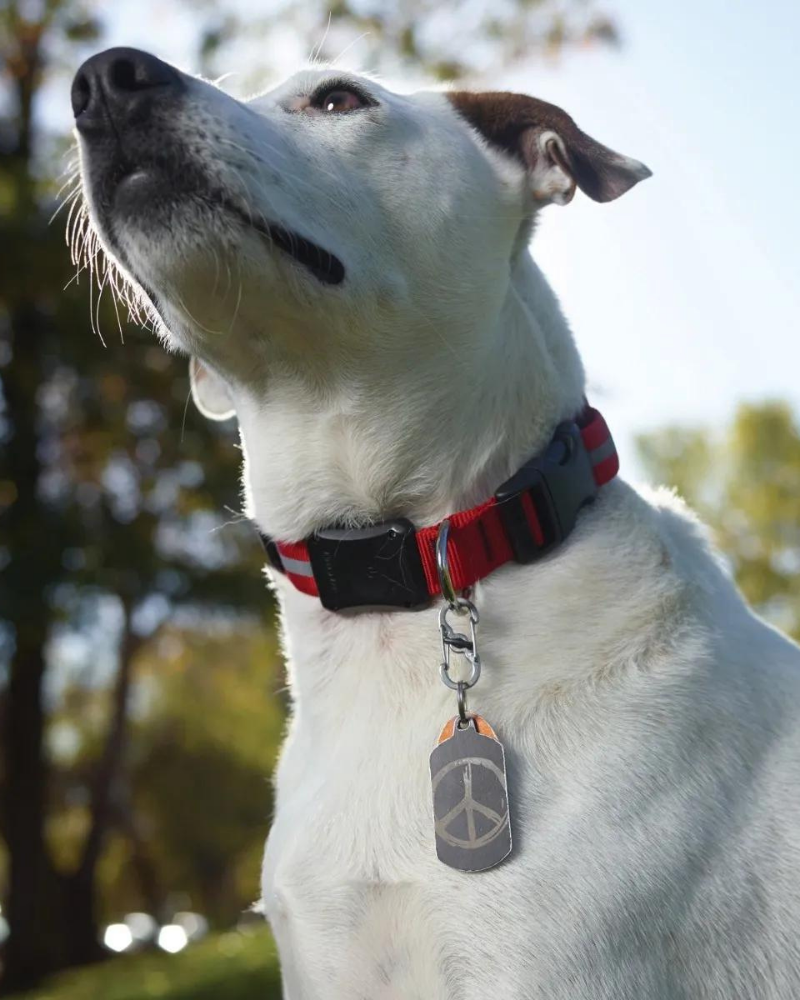 S-Biner Dog Tag Lock in Stainless Steel WALK NITE IZE   