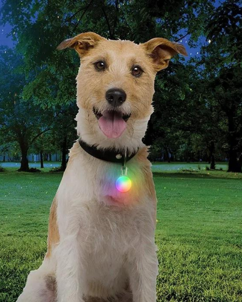 Rechargeable Dog Collar Light in Disc-O-Tech WALK NITE IZE   