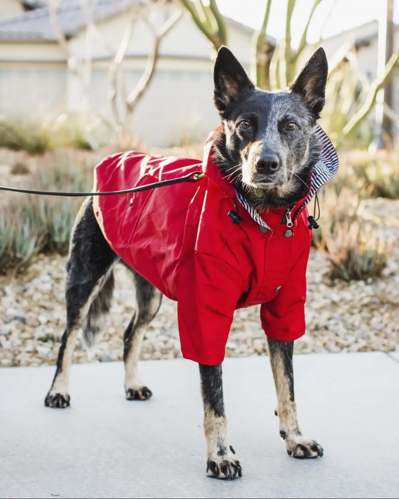 Rainy Day Dog Raincoat in Red Wear ELLIE DOG WEAR   