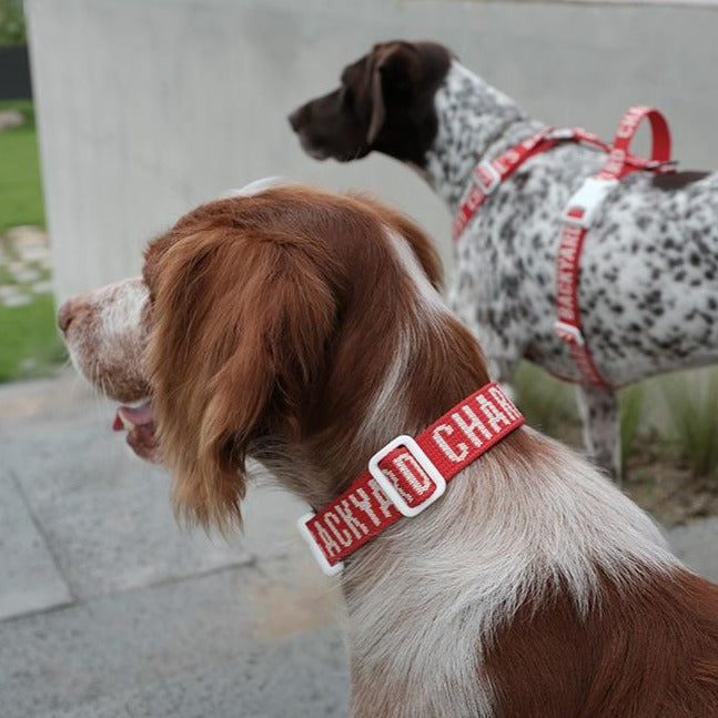 Trip Dog Collar in Red (FINAL SALE) WALK CHARLIE'S BACKYARD   