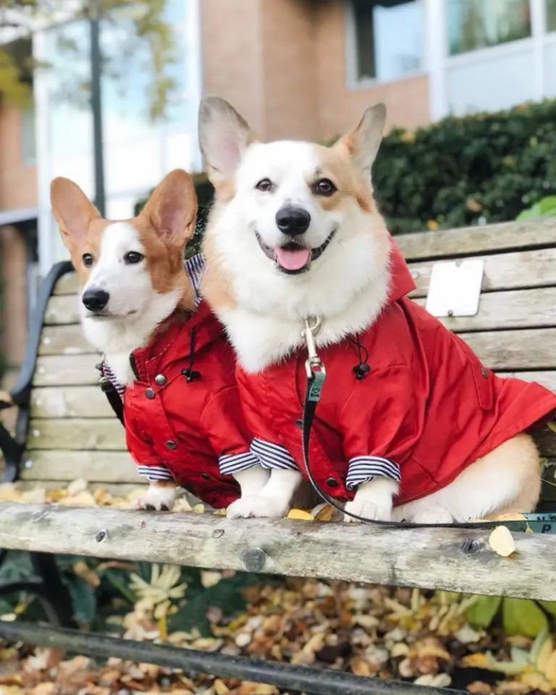 Rainy Day Dog Raincoat in Red Wear ELLIE DOG WEAR   