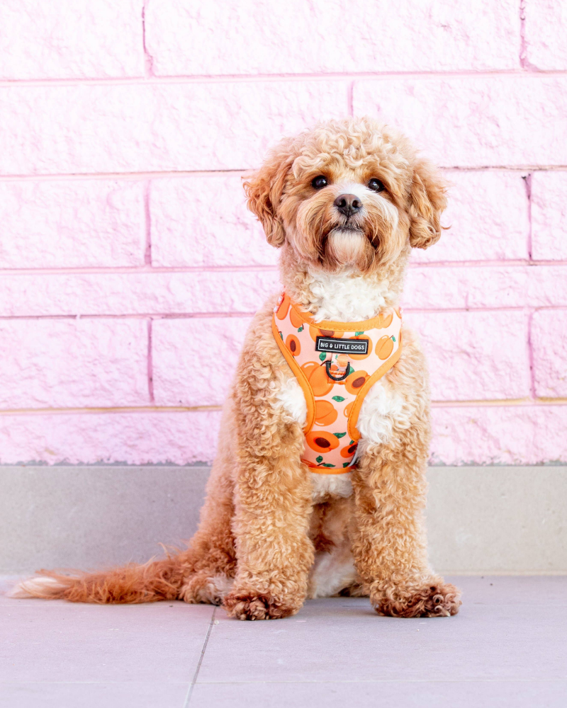 Adjustable Dog Harness in Just Peachy << FINAL SALE >> WALK BIG AND LITTLE DOGS   