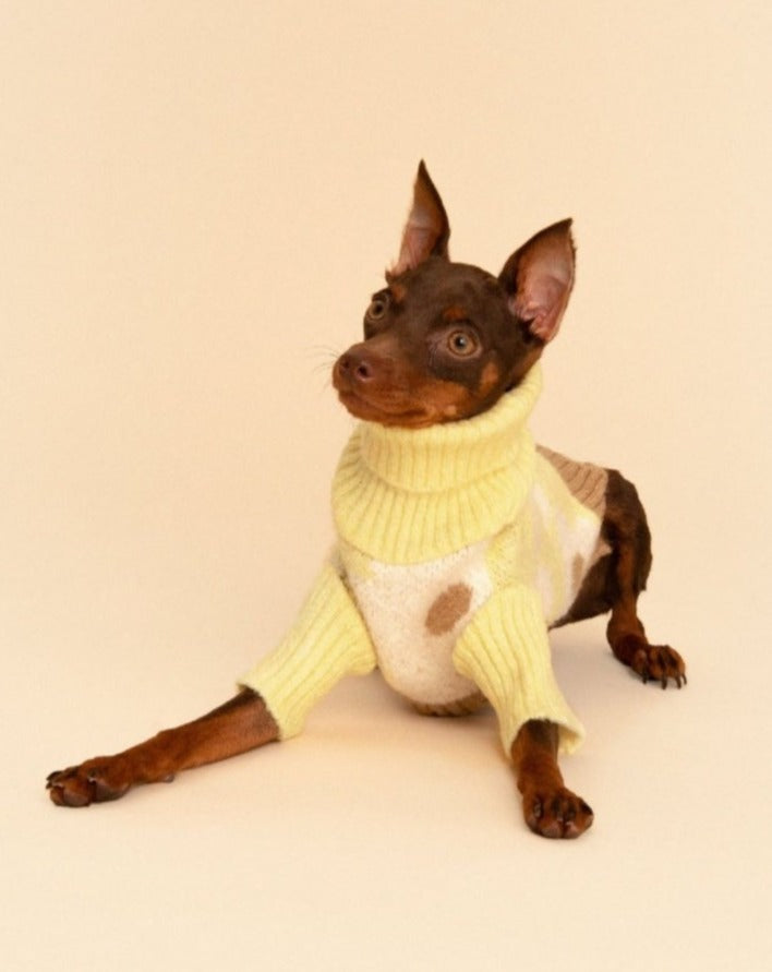 Sunny Side Dog Sweater (FINAL SALE) Wear LITTLE BEAST   