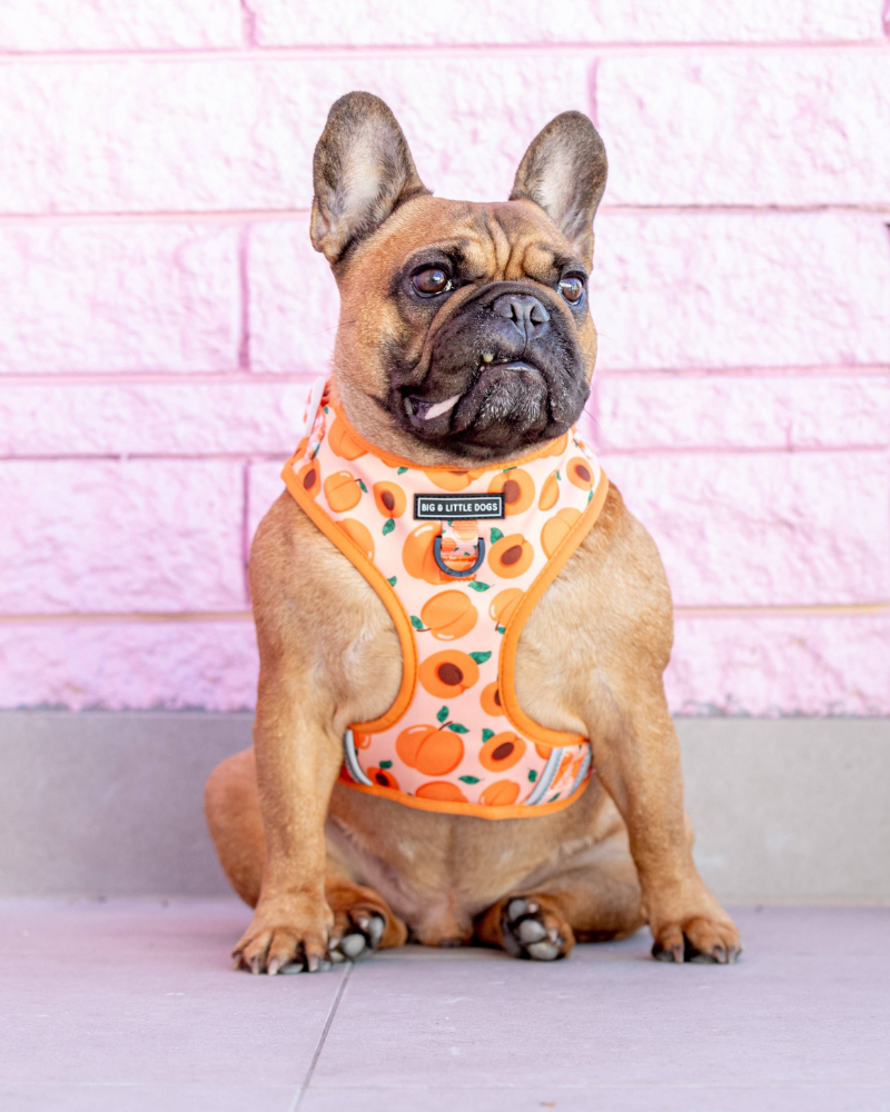 Adjustable Dog Harness in Just Peachy << FINAL SALE >> WALK BIG AND LITTLE DOGS   