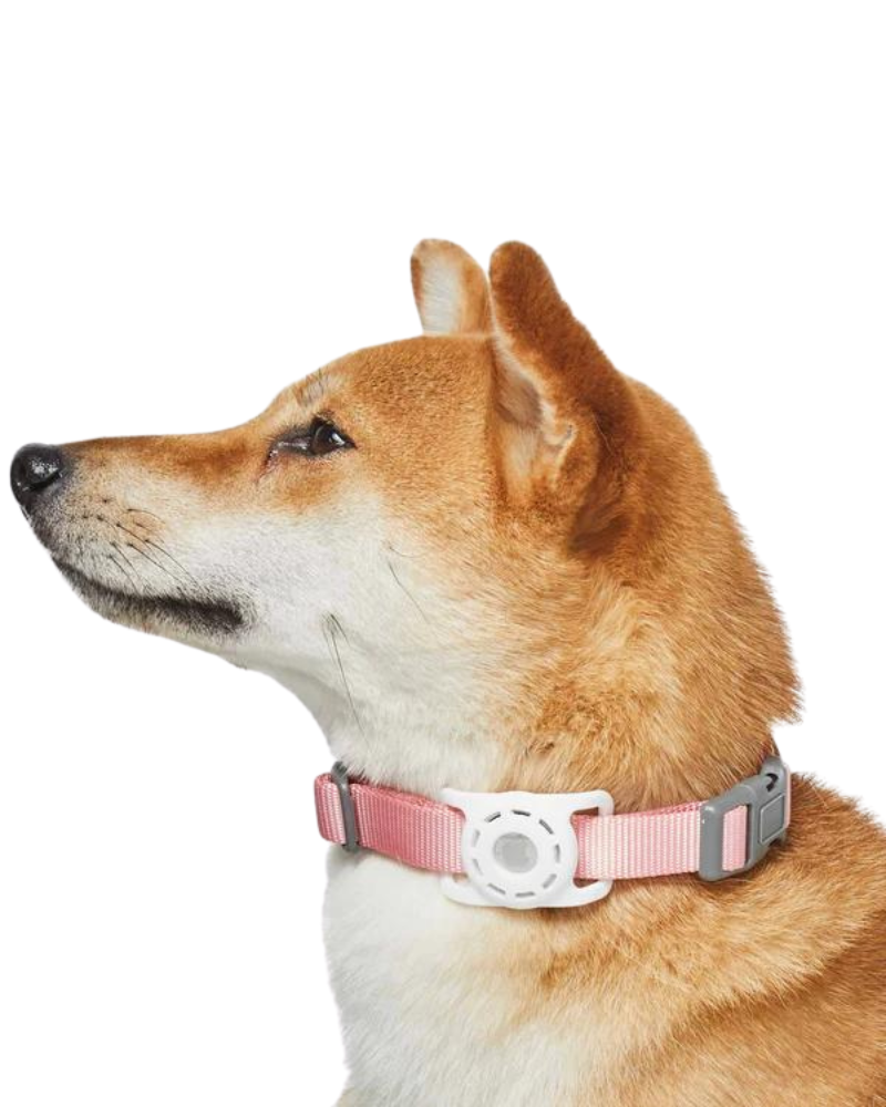 AirTag Holder For Pet Collar WALK DOGS & CATS & CO. White  