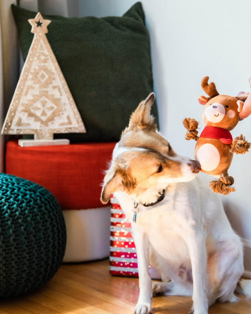 Happy Holideer Plush & Rope Squeaky Dog Toy Play PEARHEAD   