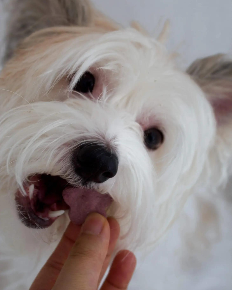 Purple Sweet Potato Dog Biscuit Treats Eat PLANT DOG   