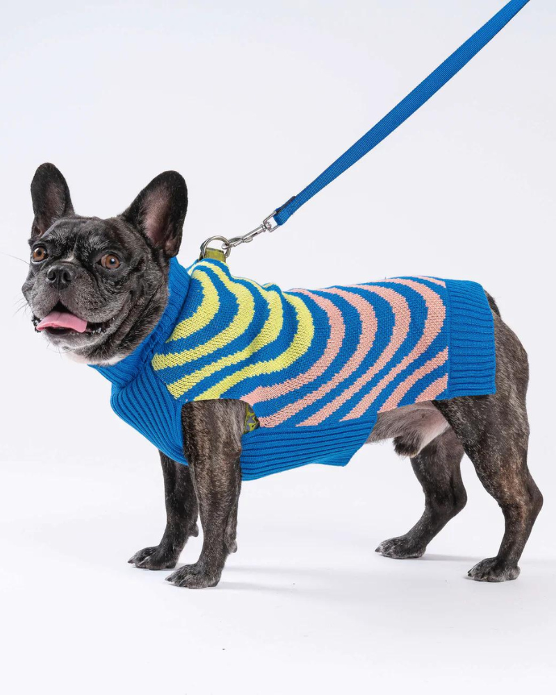 Sound Wave Dog Sweater in Lime & Cobalt (FINAL SALE) Wear VERLOOP   