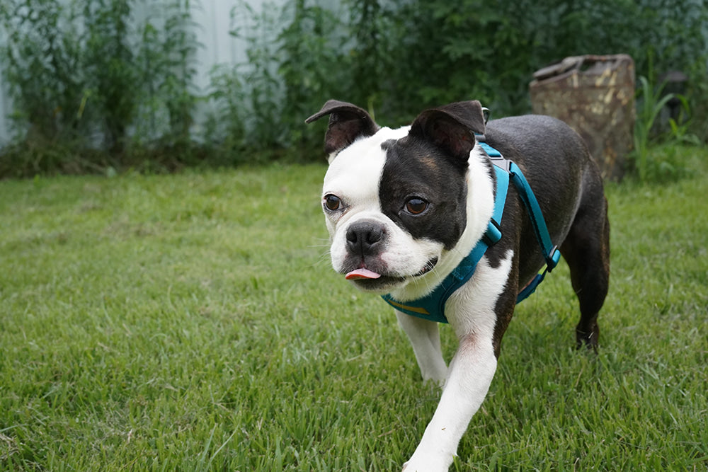 Comfort Dog Harness in Teal WALK CHARLIE'S BACKYARD   