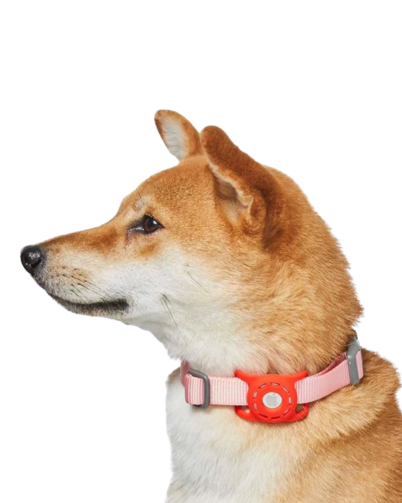 AirTag Holder For Pet Collar WALK DOGS & CATS & CO. Red  