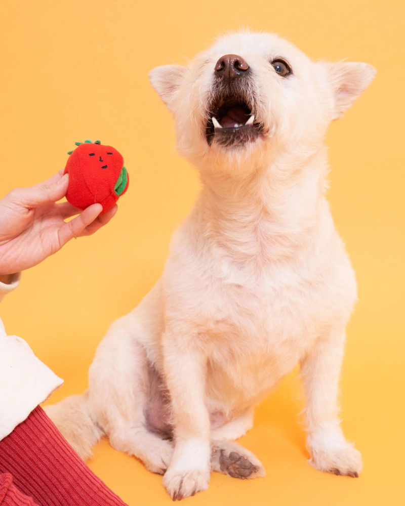 Cherry Tomato Nose Work & Tug Dog Toy Play THE FURRYFOLKS   