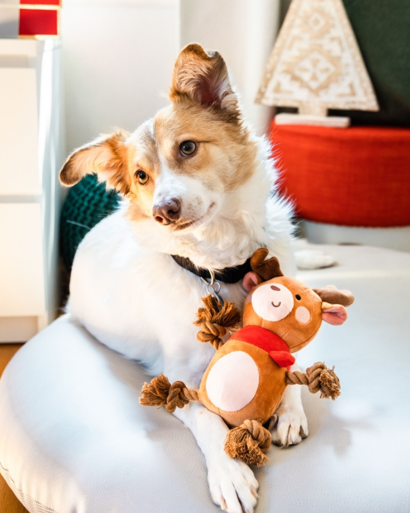 Happy Holideer Plush & Rope Squeaky Dog Toy Play PEARHEAD   