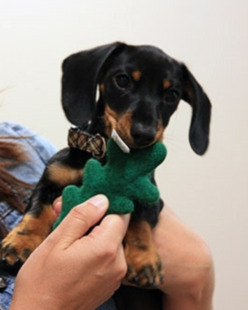 Wooly Tree Crinkle Dog Toy << FINAL SALE >> Play RC PETS   