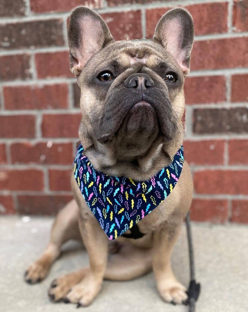 Dog Bandana in Soft Pink Pop Print (Made in the USA) << CLEARANCE >> Wear BIBBYBUBBY   