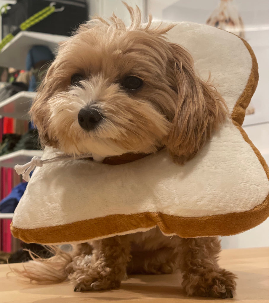 Small Dog or Cat Bread Cone Wear PAWSOME PETS   