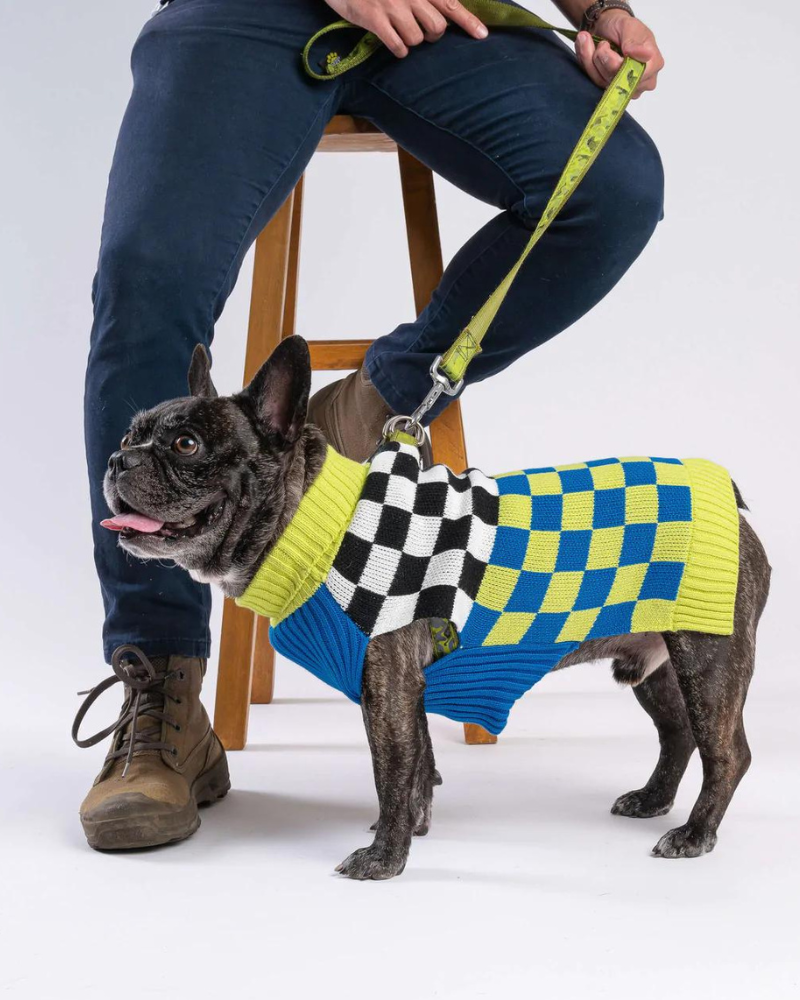 Checkerboard Dog Sweater in Lime & Cobalt (FINAL SALE) Wear VERLOOP   