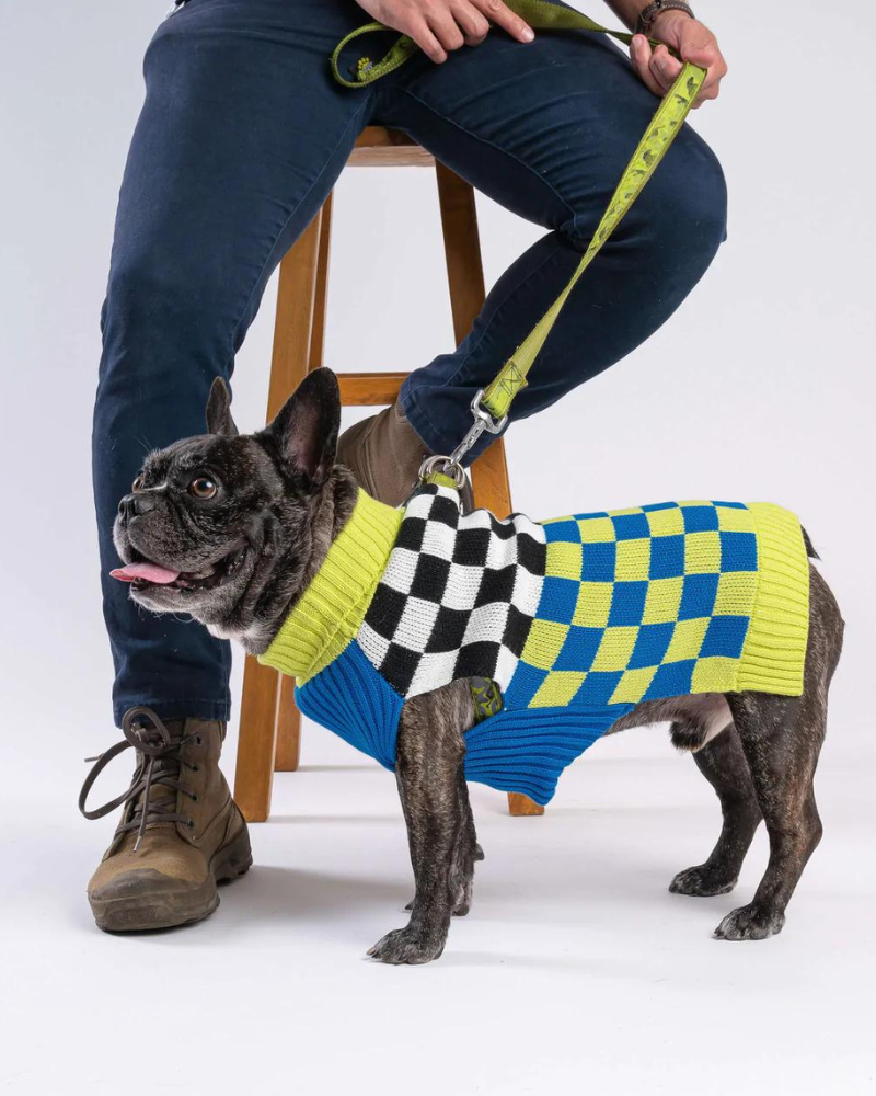 Checkerboard Dog Sweater in Lime & Cobalt Wear VERLOOP   