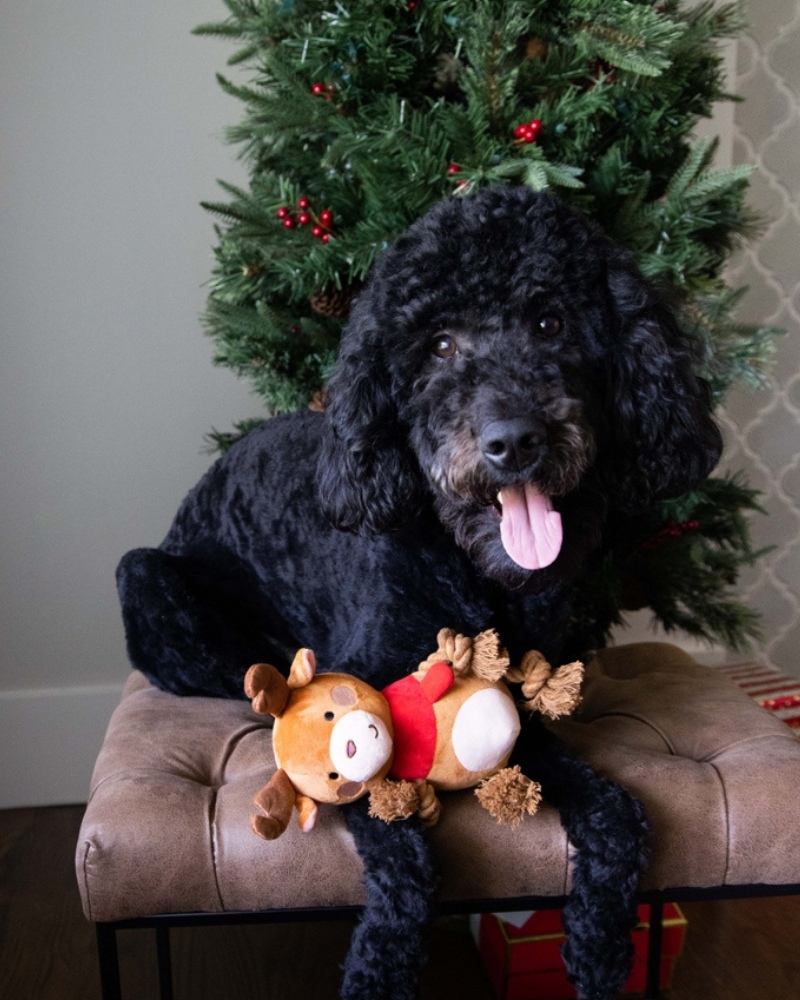Happy Holideer Plush & Rope Squeaky Dog Toy Play PEARHEAD   