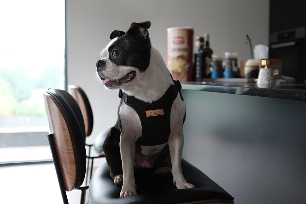 Comfort Dog Harness in Black WALK CHARLIE'S BACKYARD   