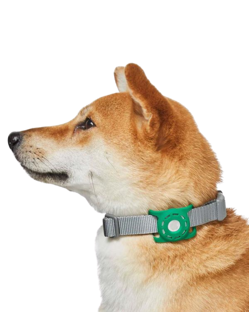 AirTag Holder For Pet Collar WALK DOGS & CATS & CO. Green  