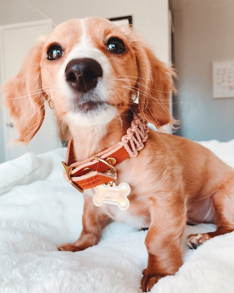 Macrame & Leather Dog Collar in Blush w/ Caramel (Made in the USA) (FINAL SALE) WALK EMBER & IVORY   