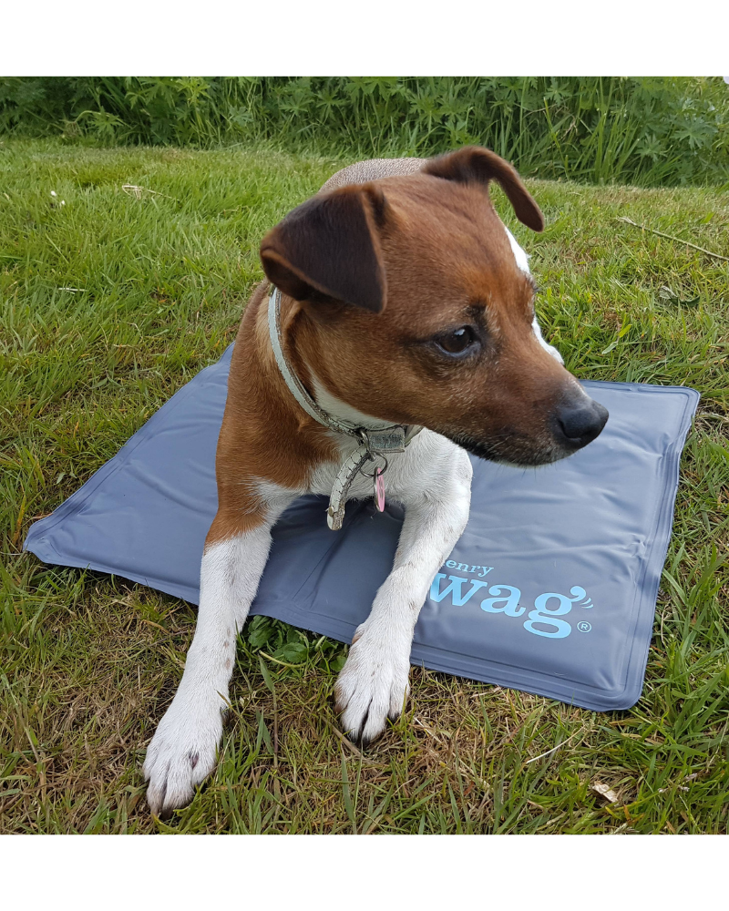 Gel Cooling Mat (for Cooler Dogs!) Dog Supplies HENRY WAG   