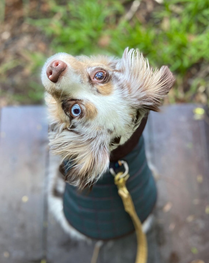 The Traveler Fleece-Lined Waterproof Dog Coat << FINAL SALE >> Wear PACO & LUCIA   