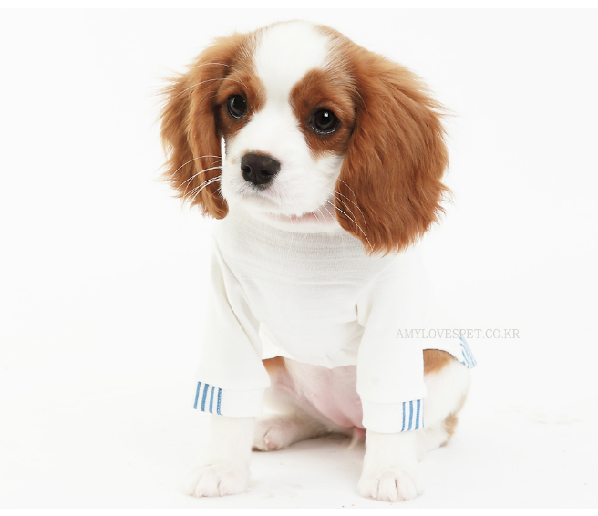 ALP | High T Shirt Apparel AMY LOVES PET   