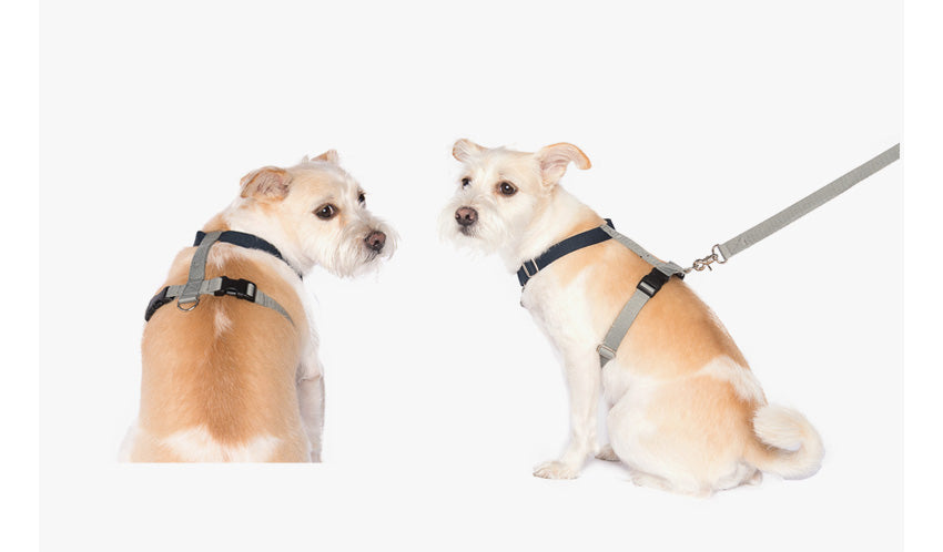BETTERS | H-Harness in Grey & Navy Harness BETTERS   