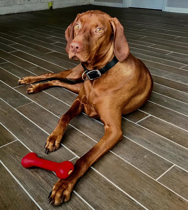 The Perfect Bone Dog Toy in Orange (Made in the USA) Play JERSEY DOG CO.   