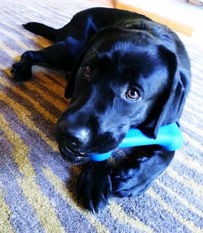 The Perfect Bone Dog Toy in Orange (Made in the USA) Play JERSEY DOG CO.   