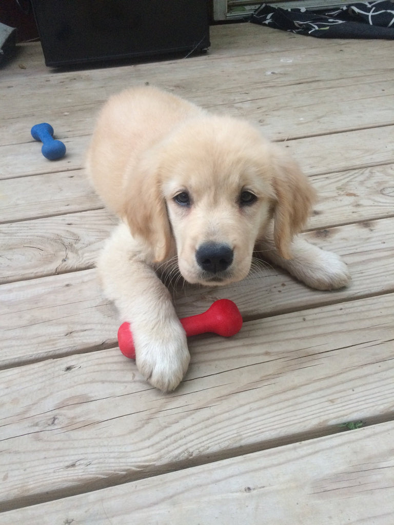 The Perfect Bone Dog Toy in Orange (Made in the USA) Play JERSEY DOG CO.   