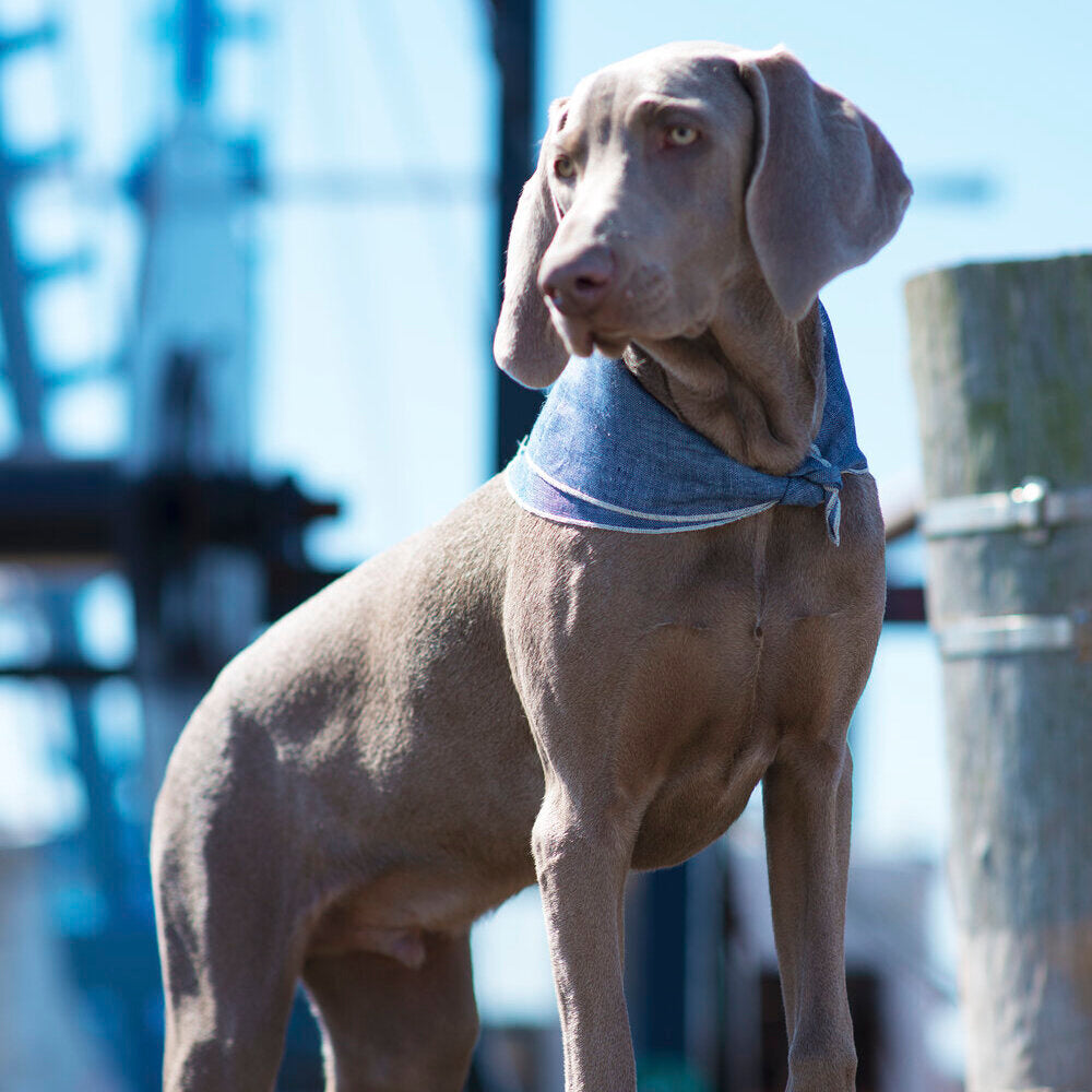 Boyd Linen Dog Bandana Wear BILLY WOLF   